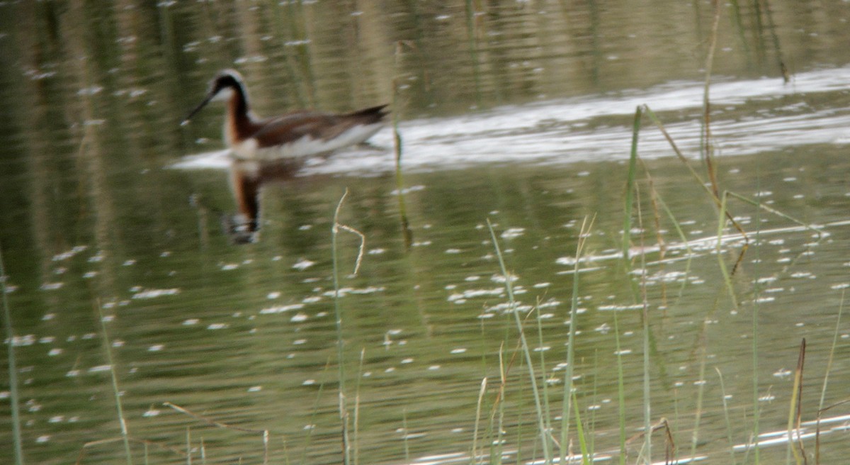 Wilson's Phalarope - ML614858644