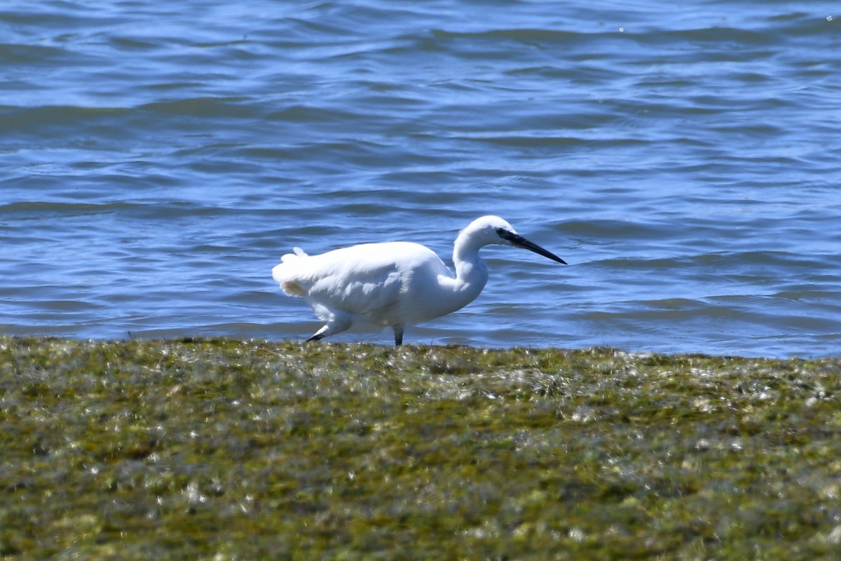 Little Egret - ML614858648