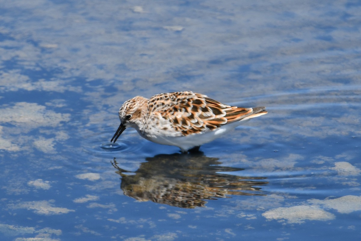 Little Stint - ML614858717