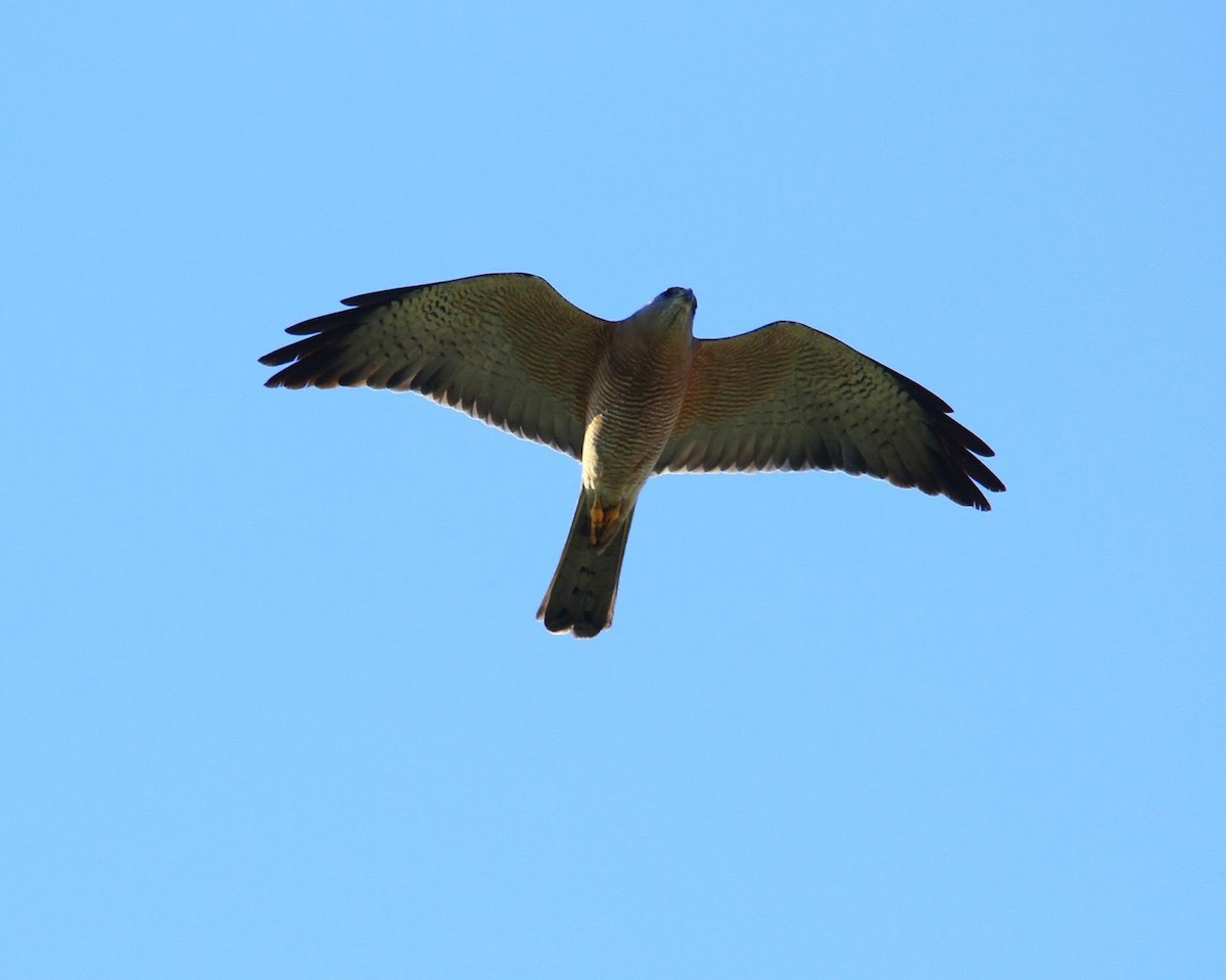 Levant Sparrowhawk - ML614858743