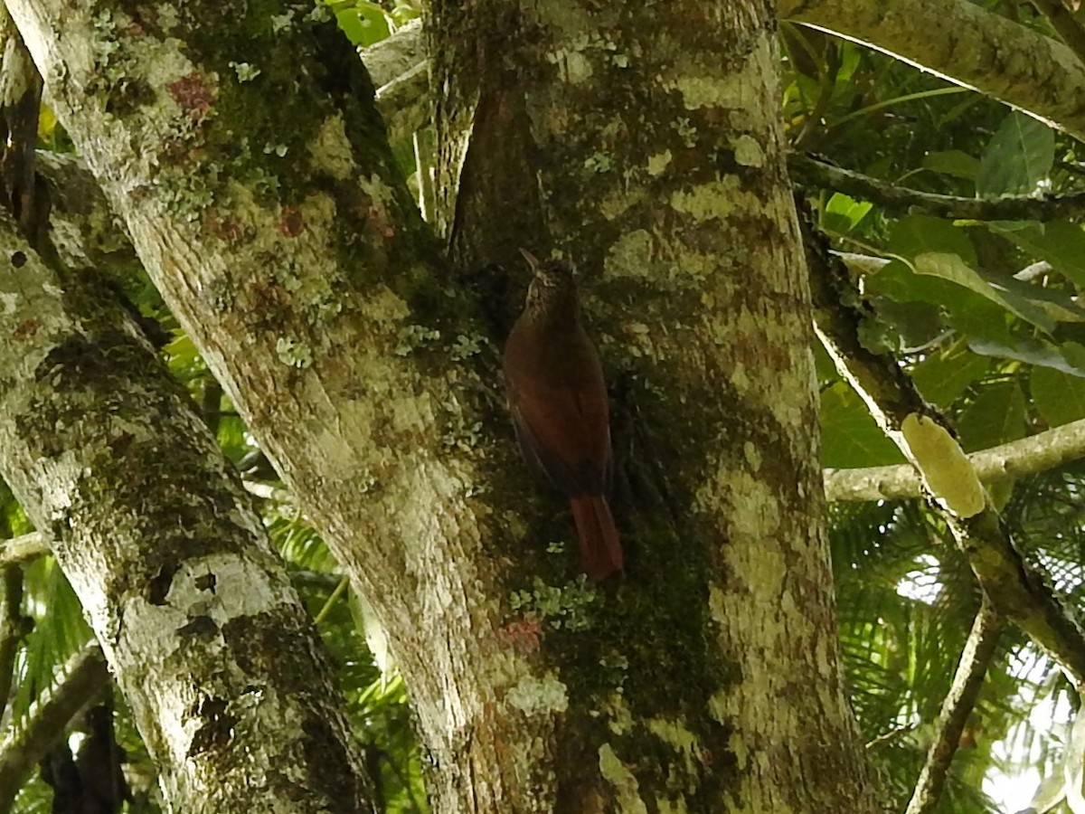 Streak-headed Woodcreeper - ML614858761