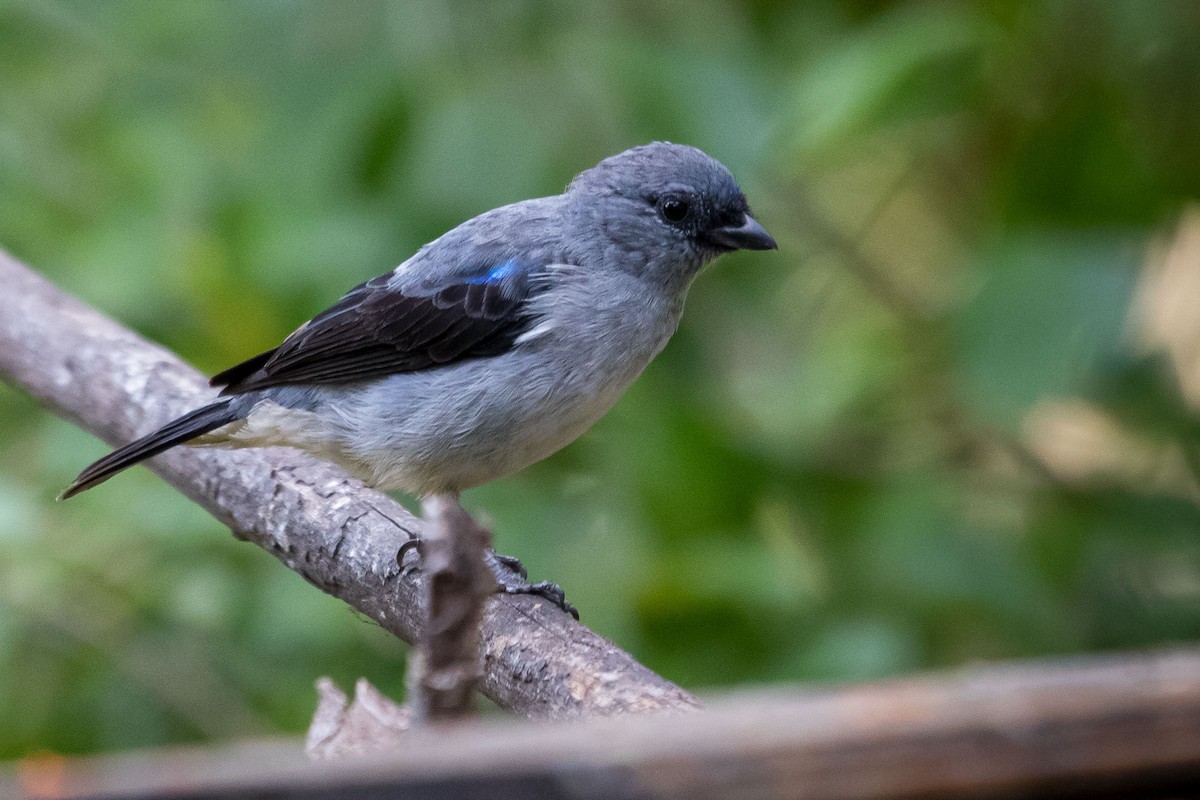 Plain-colored Tanager - ML614858773