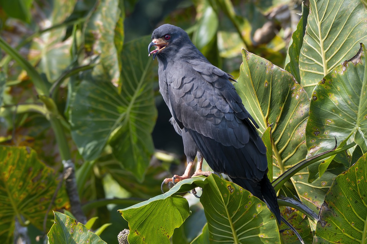 Snail Kite - Jeff Maw