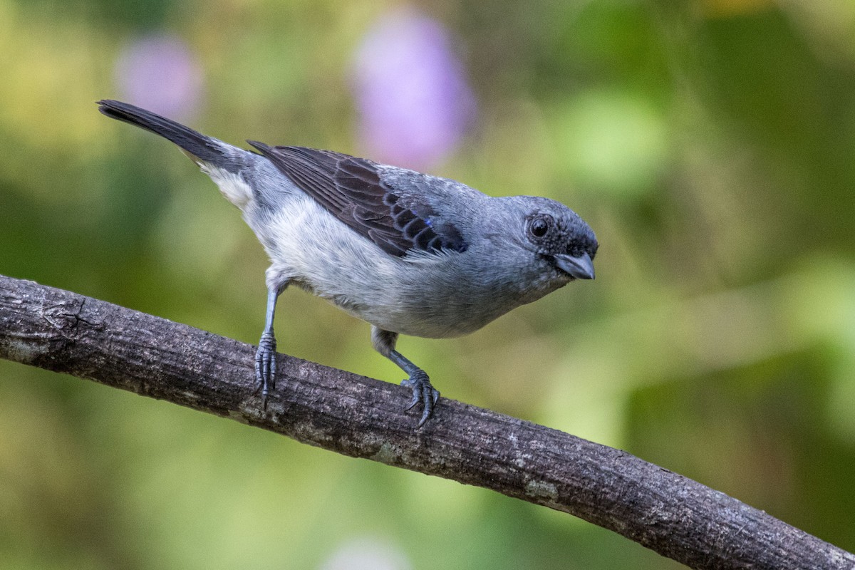 Plain-colored Tanager - ML614858778