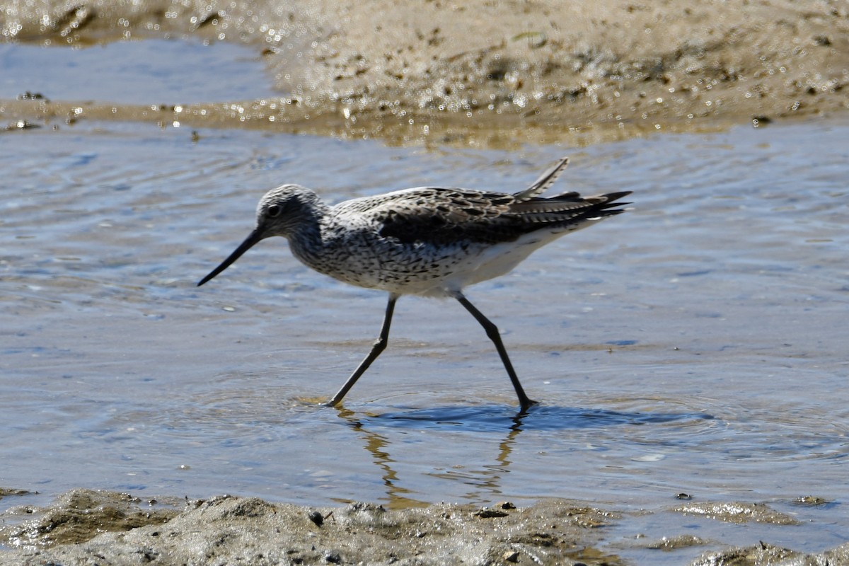 gluttsnipe - ML614858787
