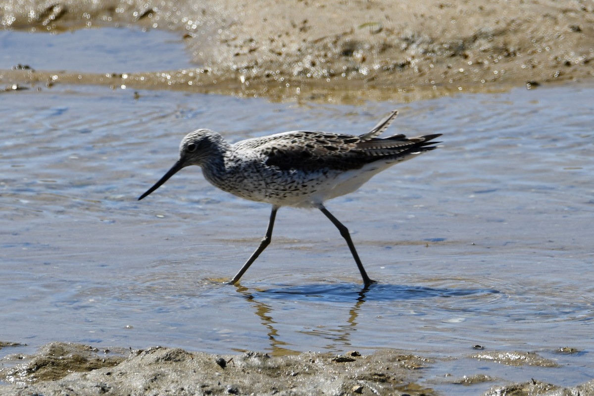 Common Greenshank - Nolan Boronka