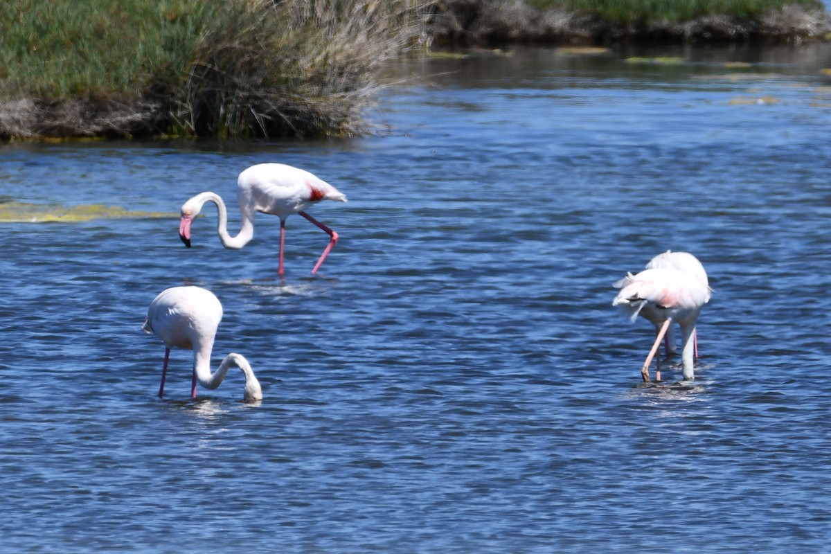 Greater Flamingo - Nolan Boronka