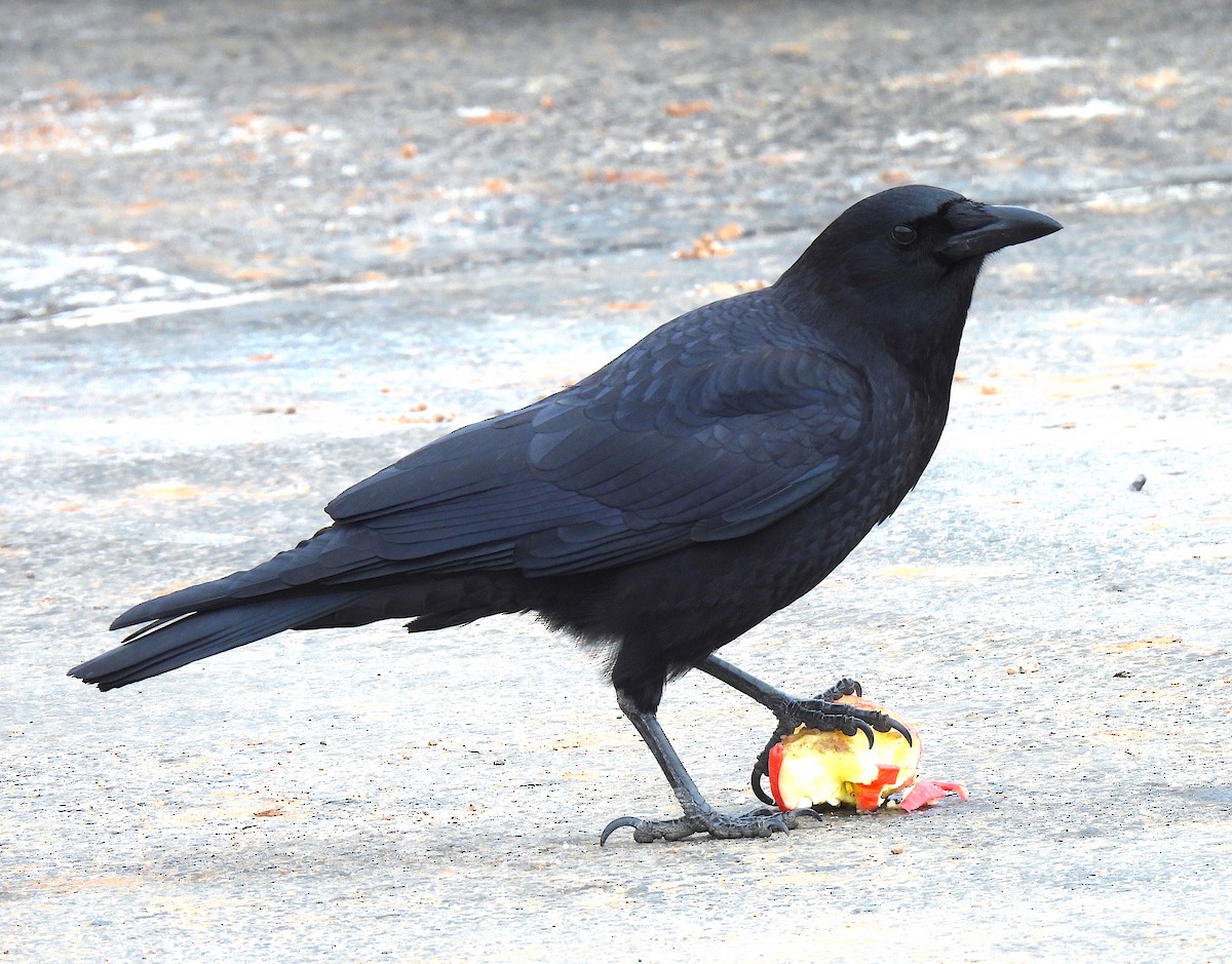 American Crow - ML614858922