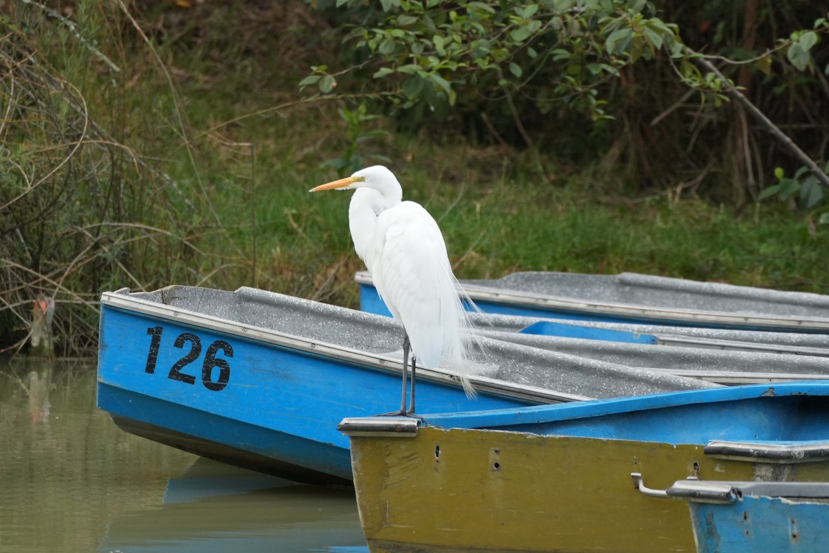 Great Egret - Simón Santos