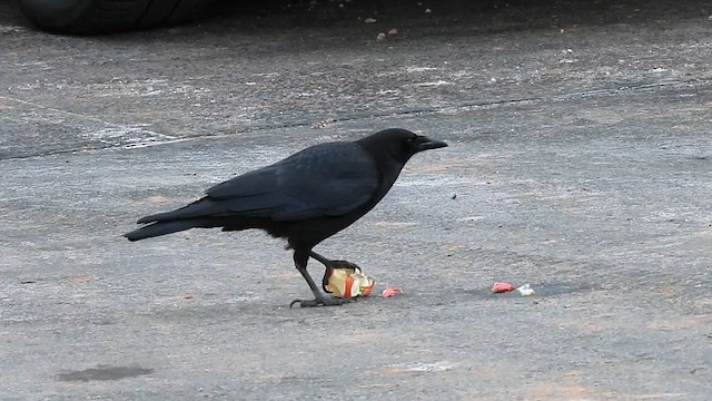 American Crow - ML614858927