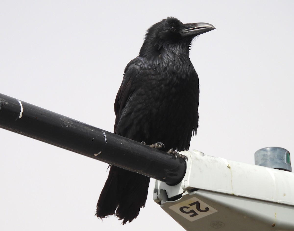 Common Raven - ML614858943