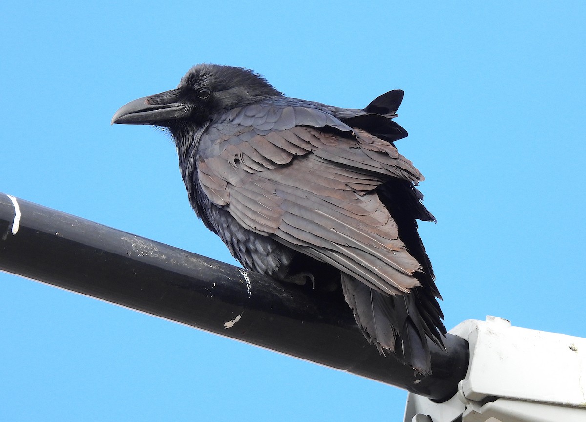 Common Raven - ML614858945