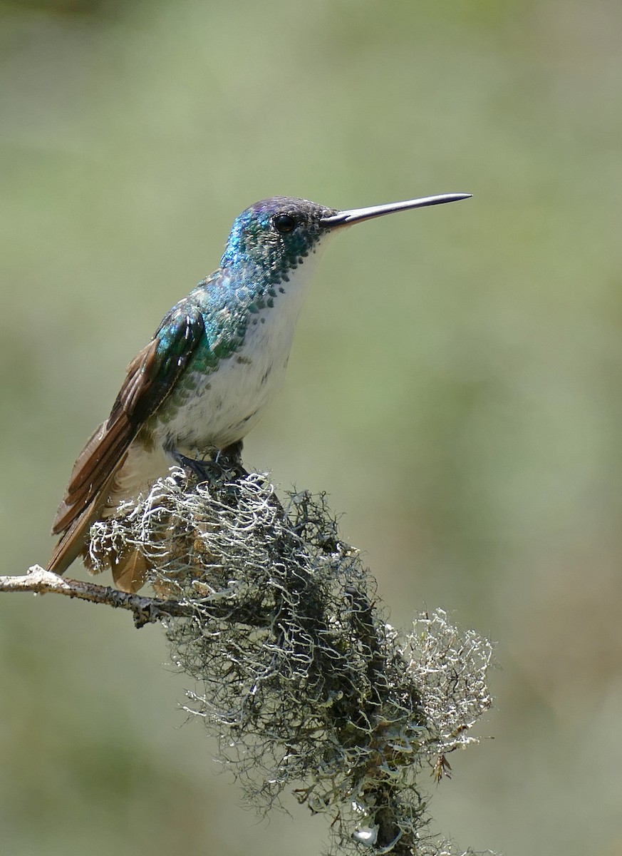 Andean Emerald - ML614858990