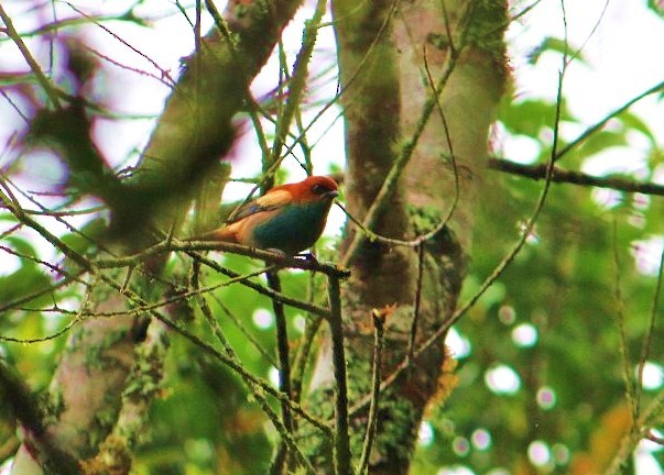 Chestnut-backed Tanager - ML614859004