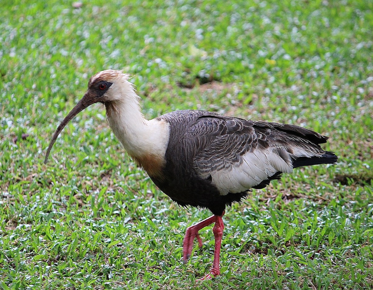 Buff-necked Ibis - ML614859014