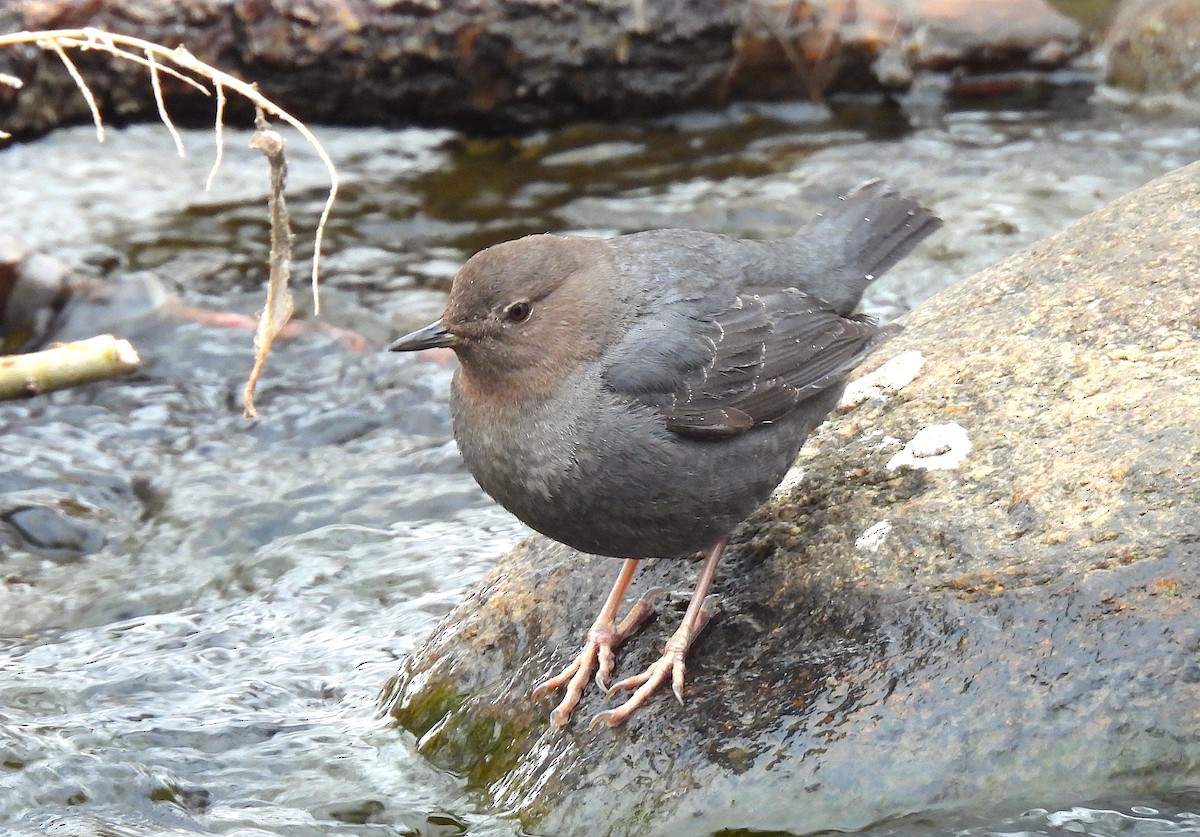 American Dipper - ML614859031