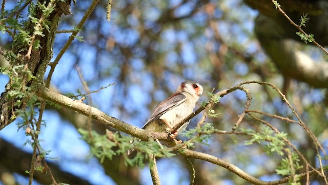 Pygmy Falcon - ML614859048