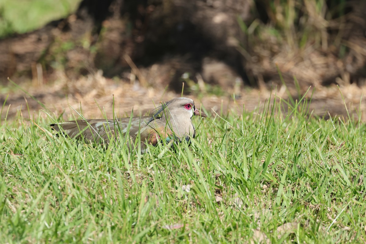 Southern Lapwing - ML614859086