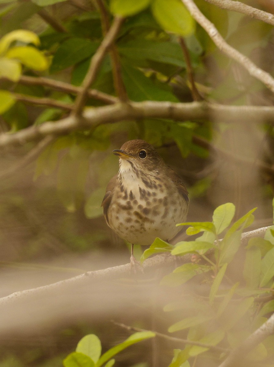 Hermit Thrush - ML614859093