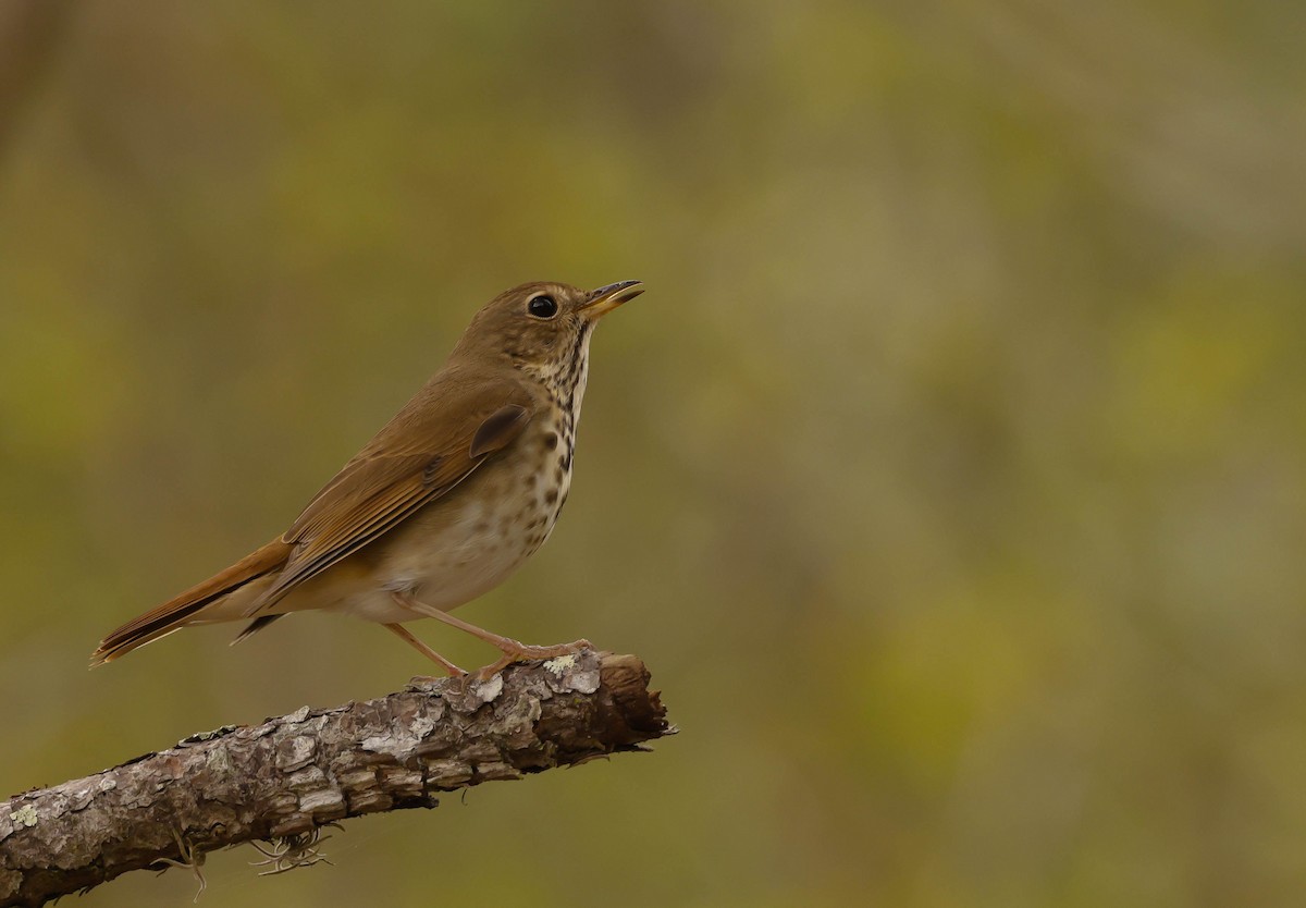 Hermit Thrush - Tom Mast