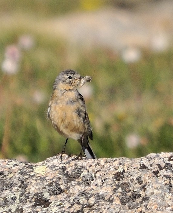 American Pipit - Leslie Holzmann