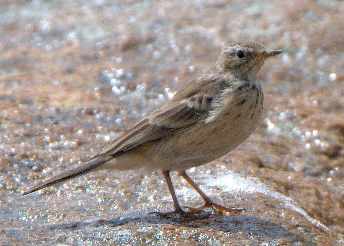 American Pipit - Leslie Holzmann