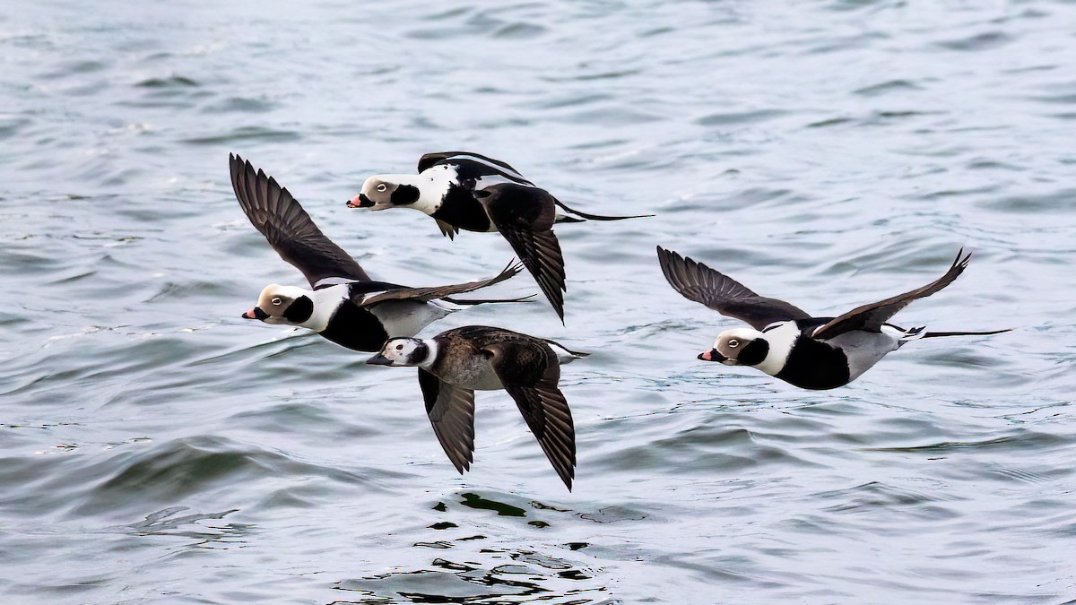 Long-tailed Duck - ML614859254