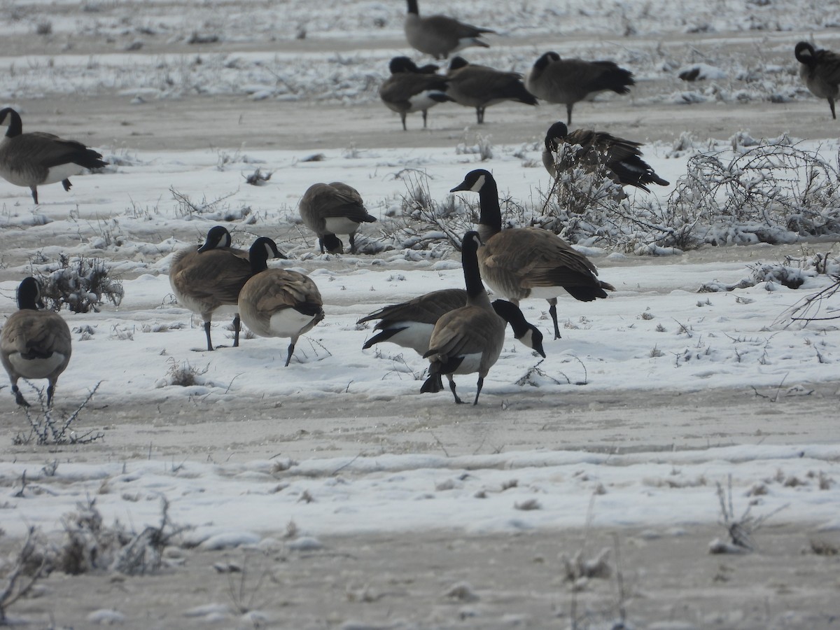 Canada Goose - ML614859272