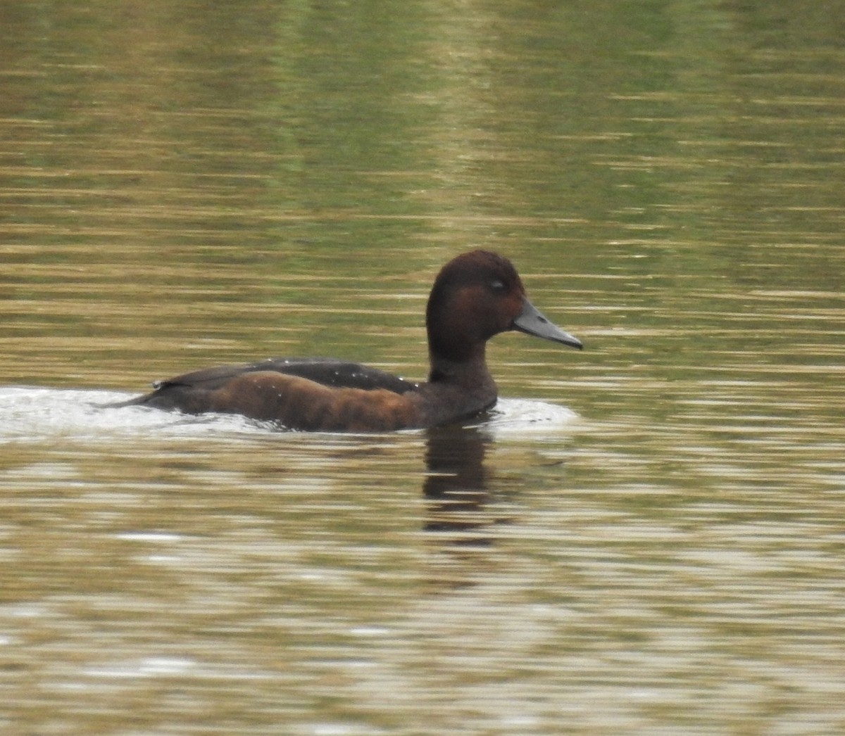 Ferruginous Duck - ML614859331