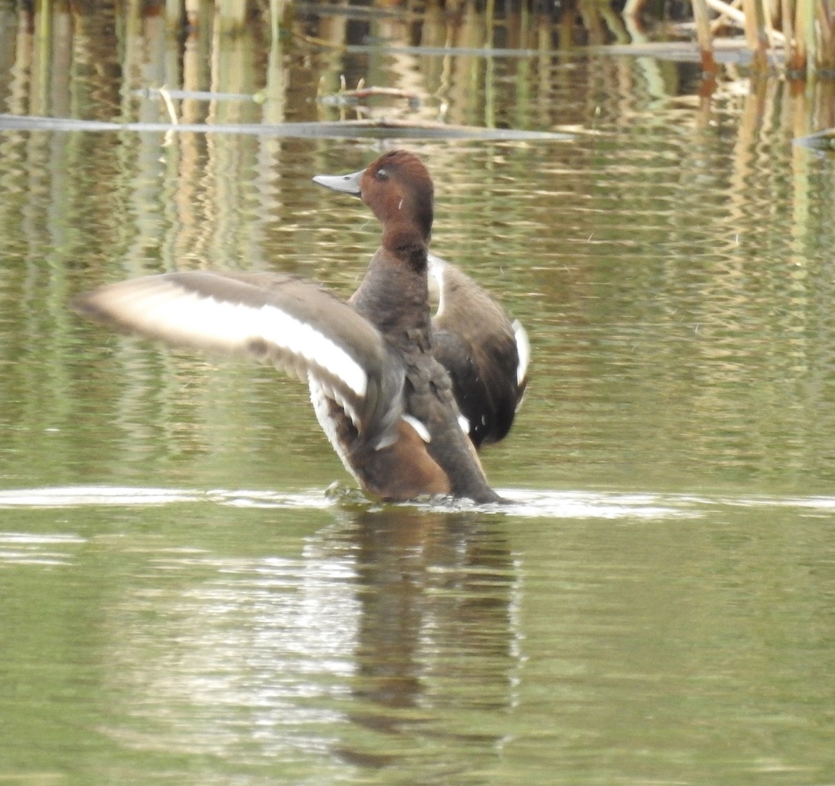 Ferruginous Duck - ML614859335