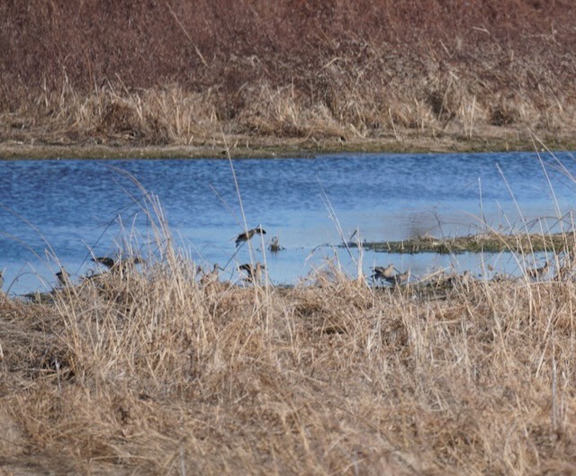 Wilson's Snipe - ML614859375