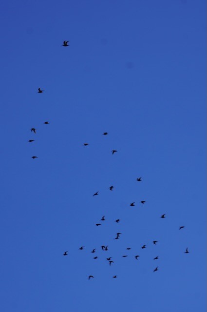 Wilson's Snipe - ML614859376