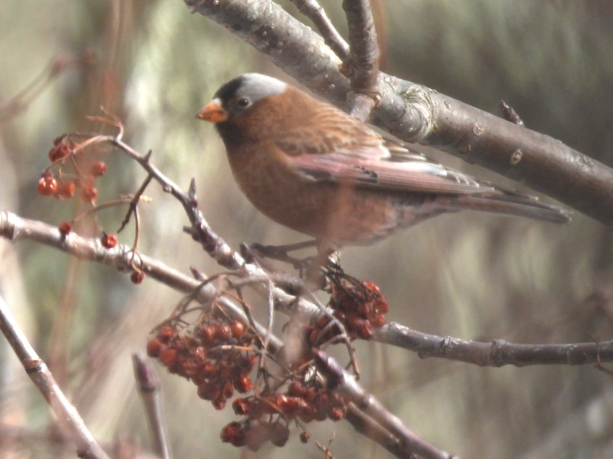 Gray-crowned Rosy-Finch - ML614859382