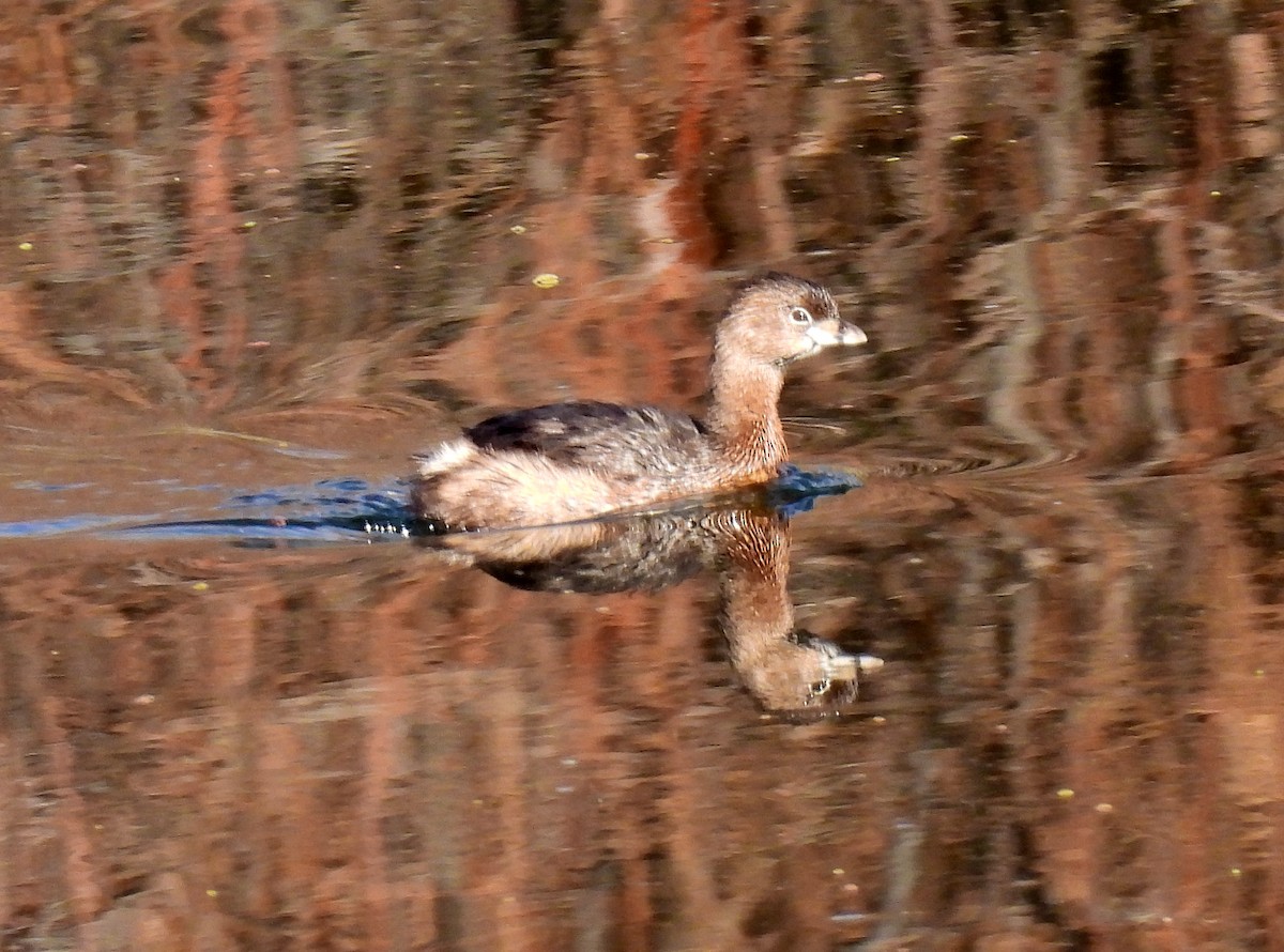 Pied-billed Grebe - ML614859388