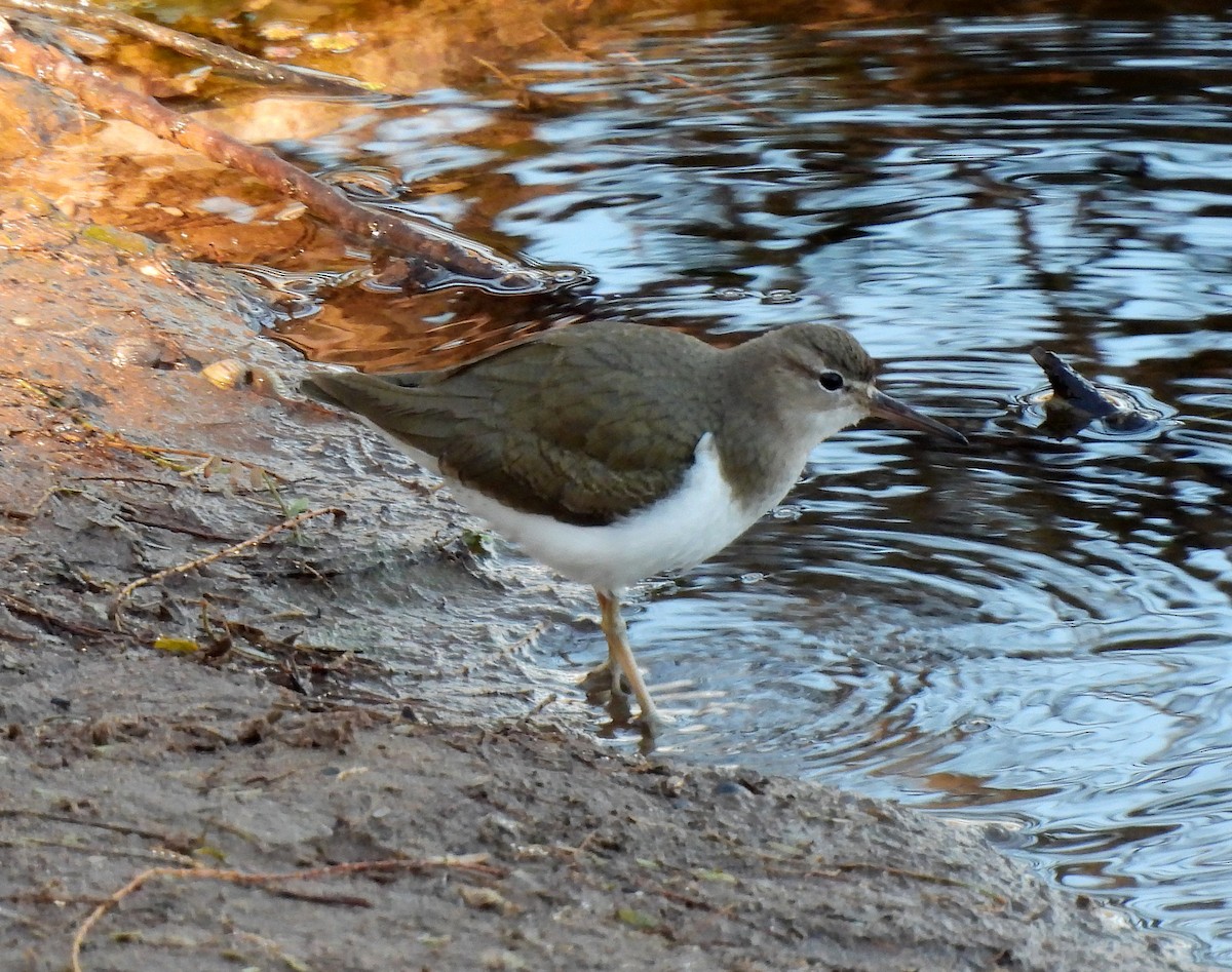 Spotted Sandpiper - ML614859391