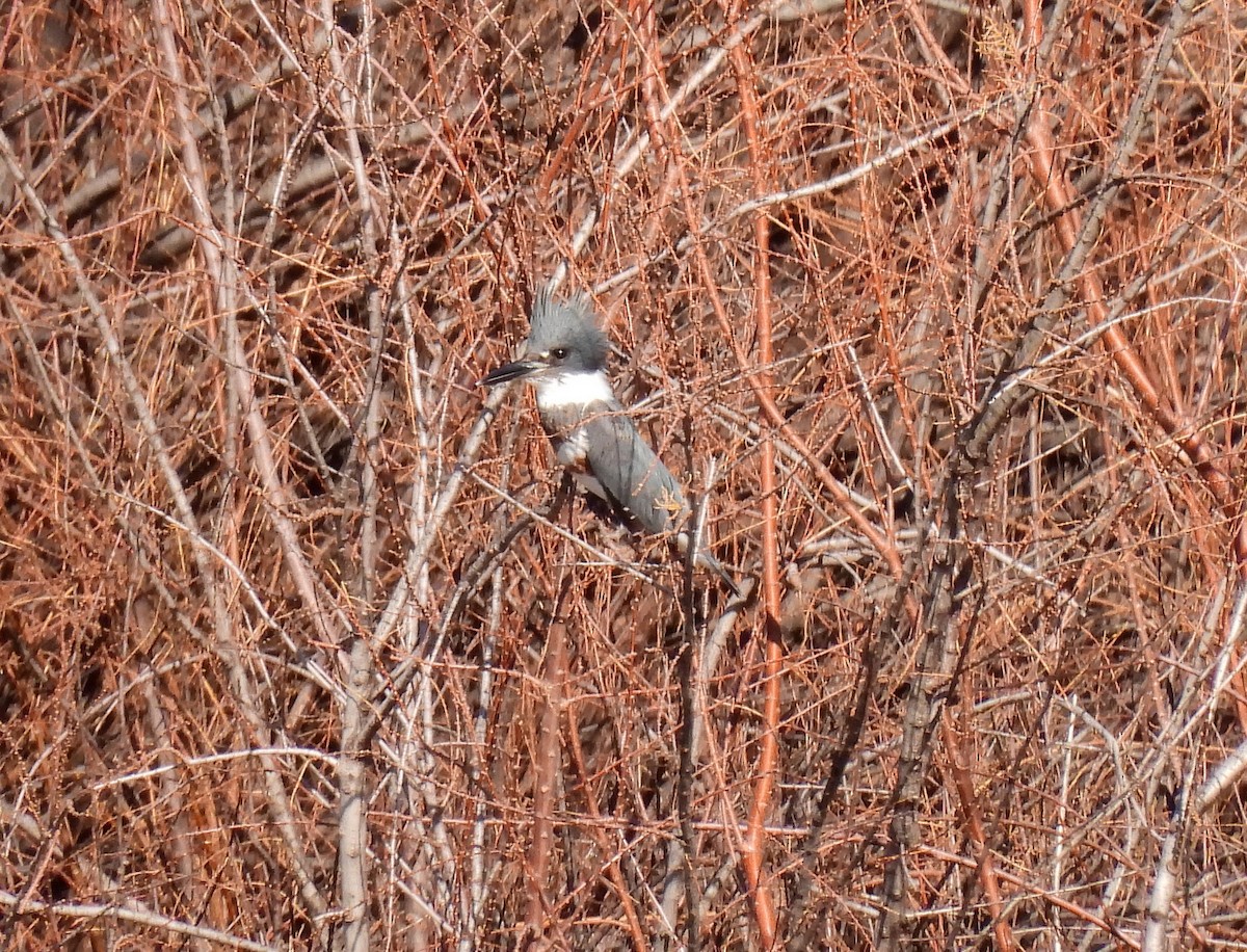 Belted Kingfisher - Duane Morse