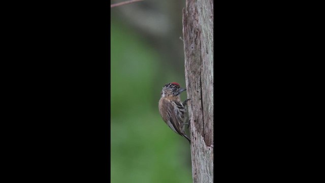 Mottled Piculet - ML614859413