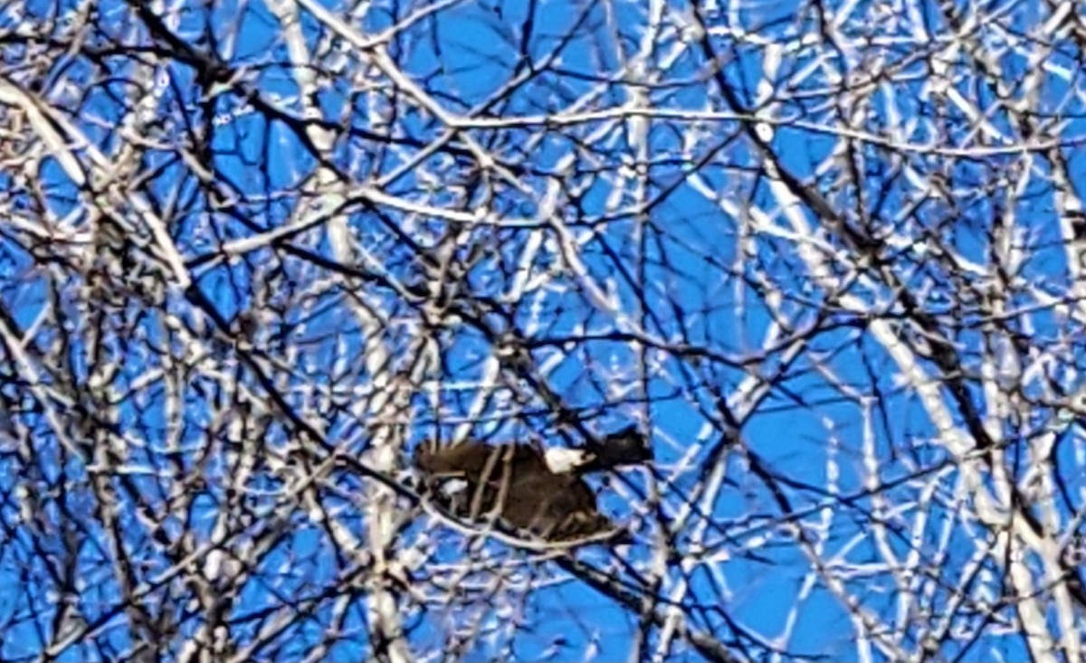 Sharp-shinned Hawk (Northern) - ML614859446