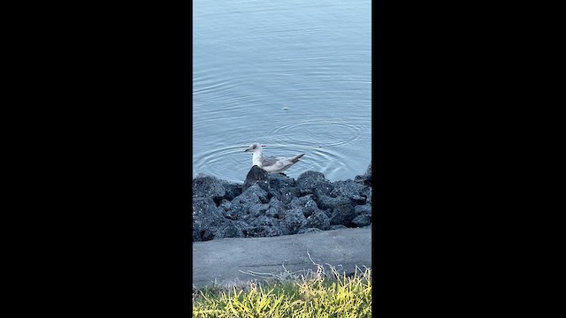 Short-billed Gull - ML614859474