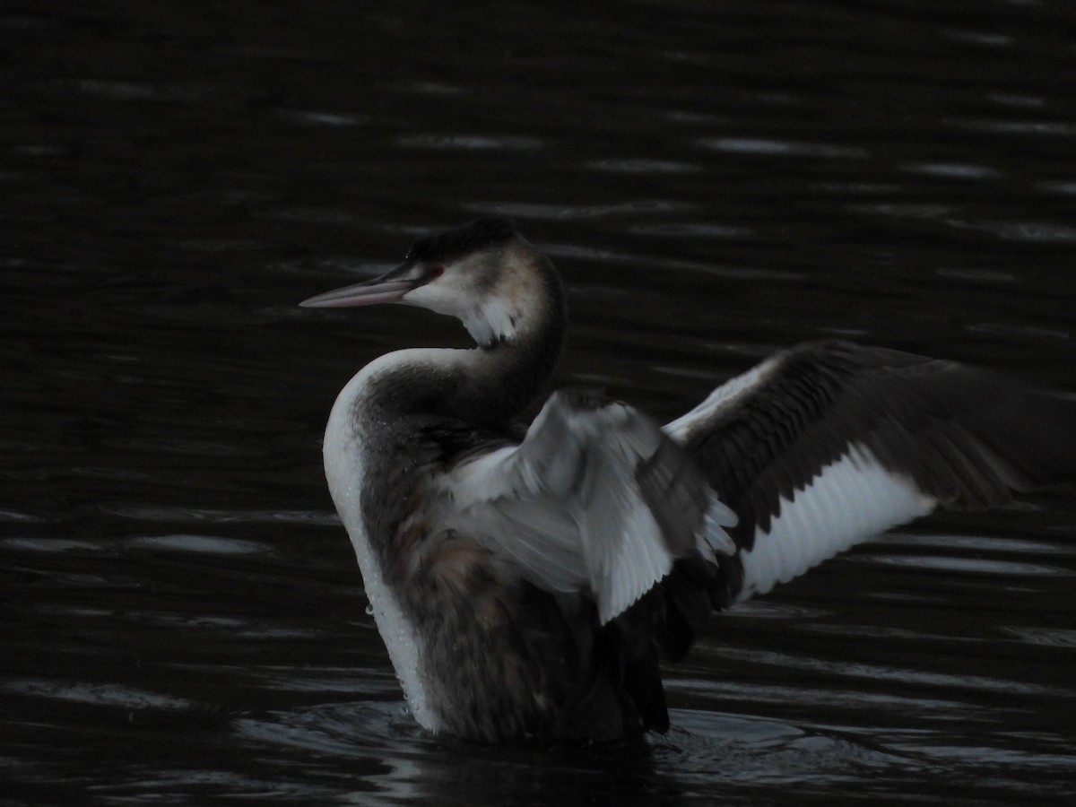Great Crested Grebe - ML614859508