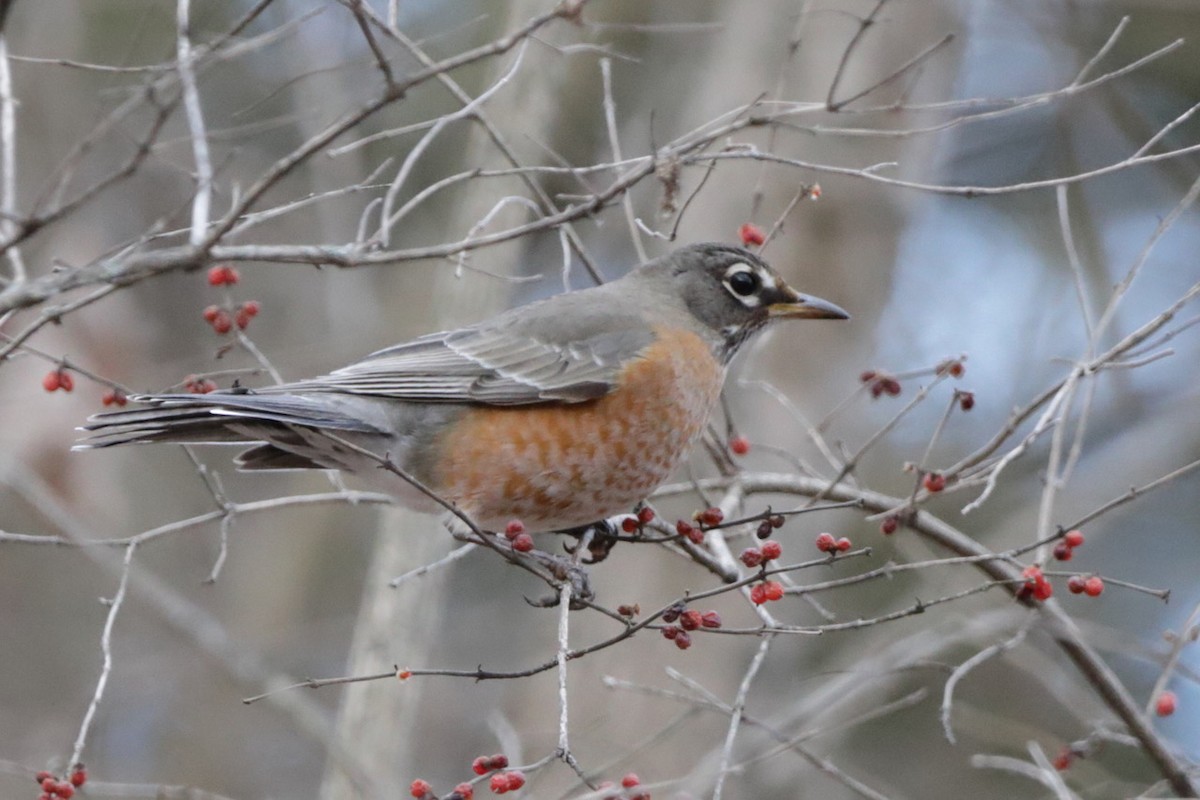 American Robin - ML614859509