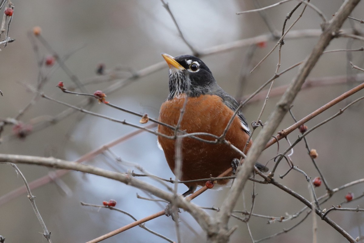 American Robin - ML614859510