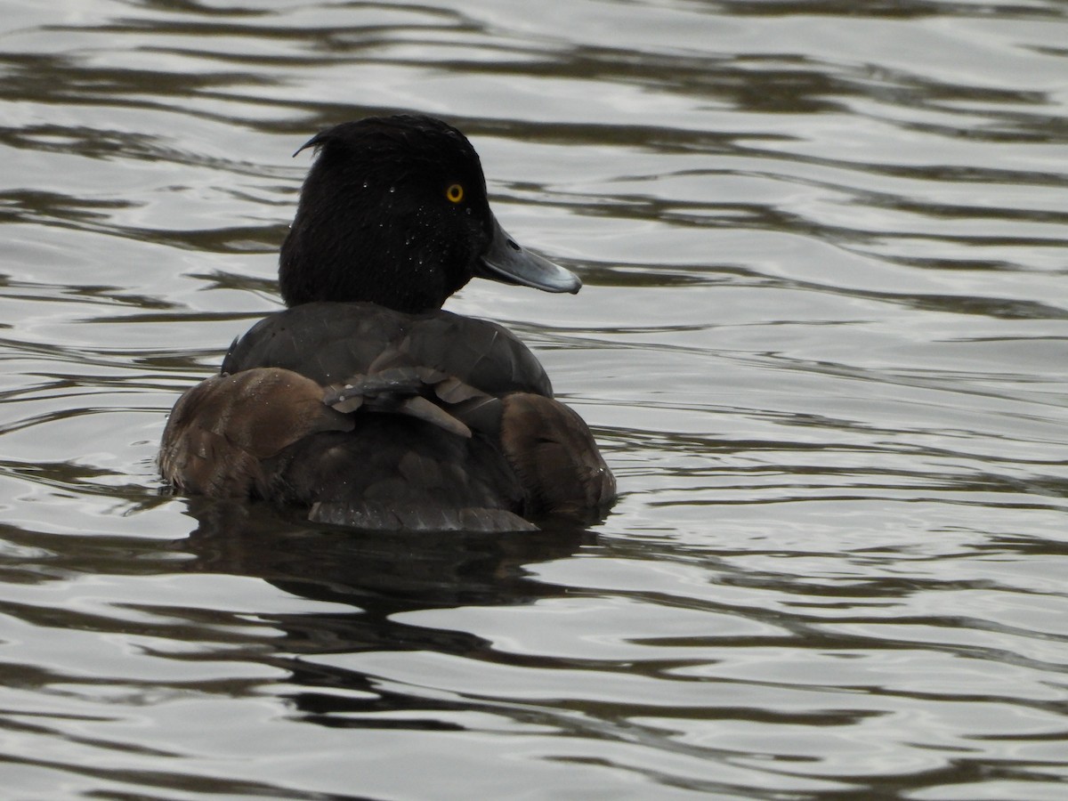 Tufted Duck - ML614859526