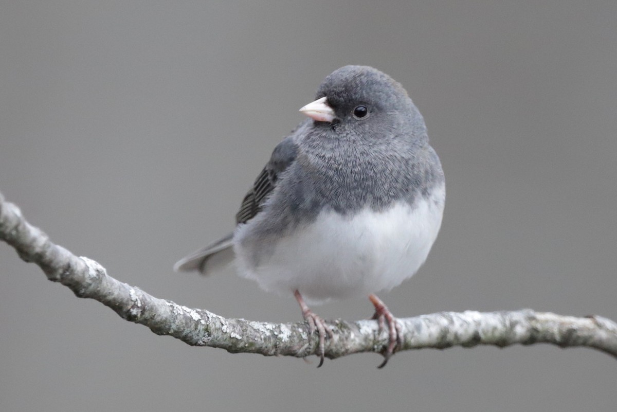 Junco Ojioscuro - ML614859536