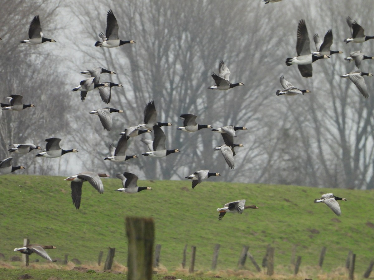 Barnacle Goose - ML614859543