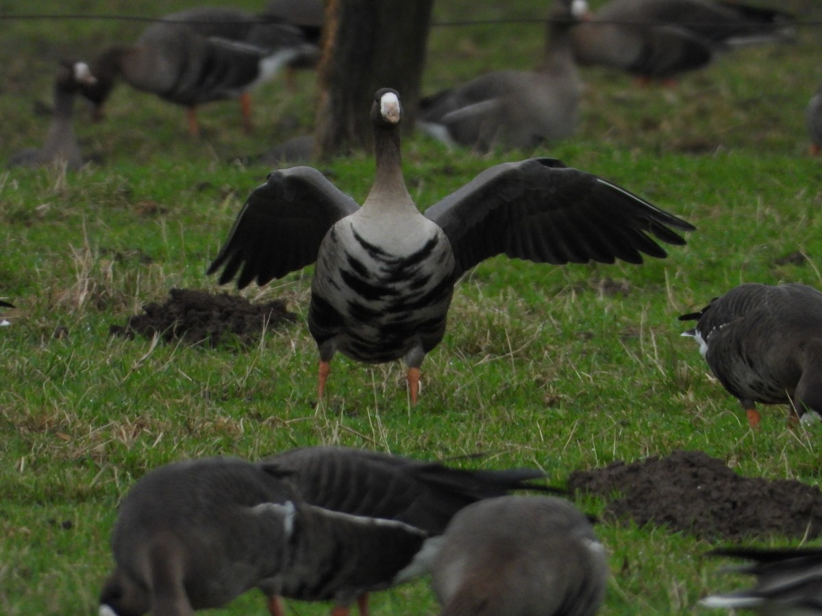 Greater White-fronted Goose - ML614859552