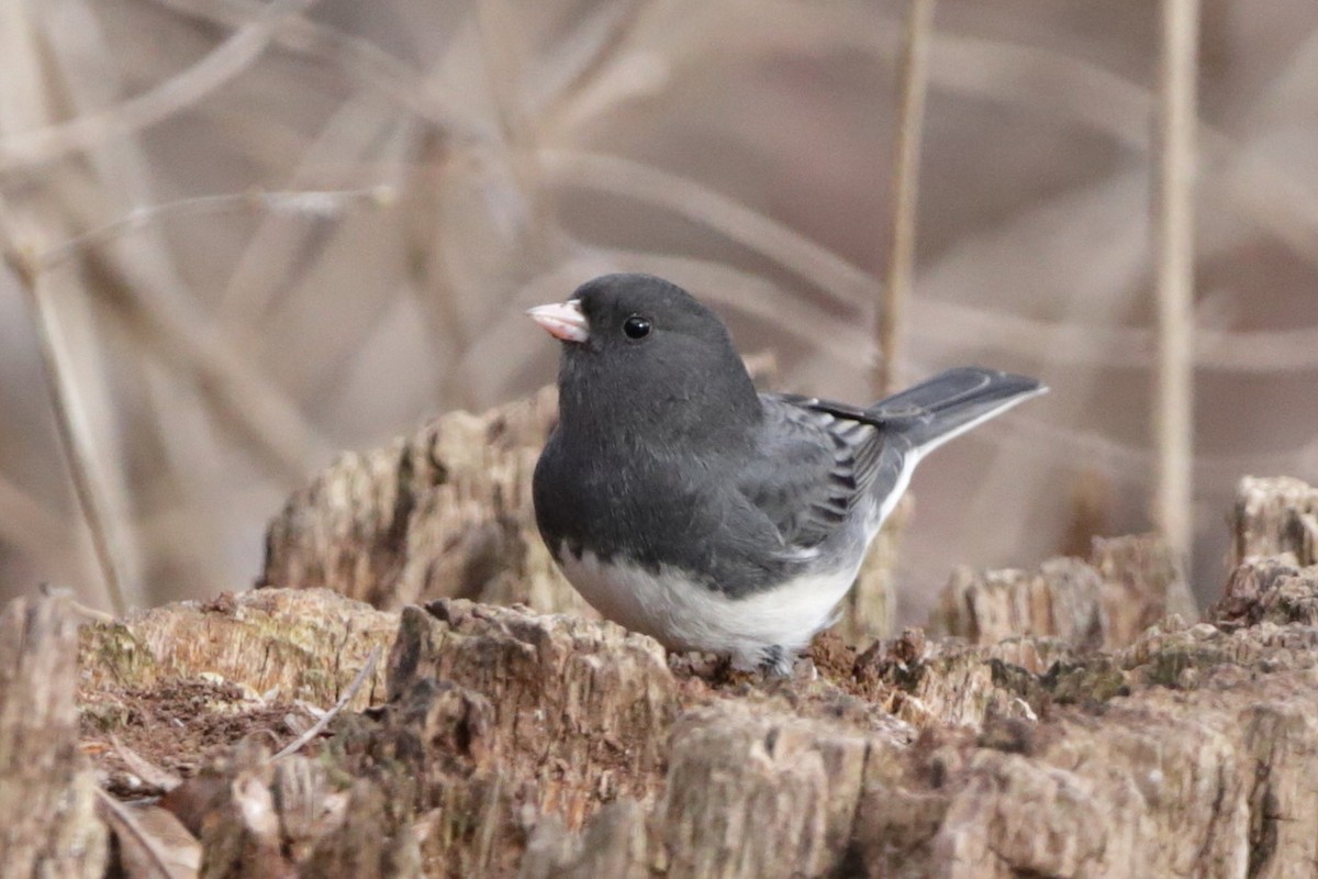 Dark-eyed Junco - Steve McNamara