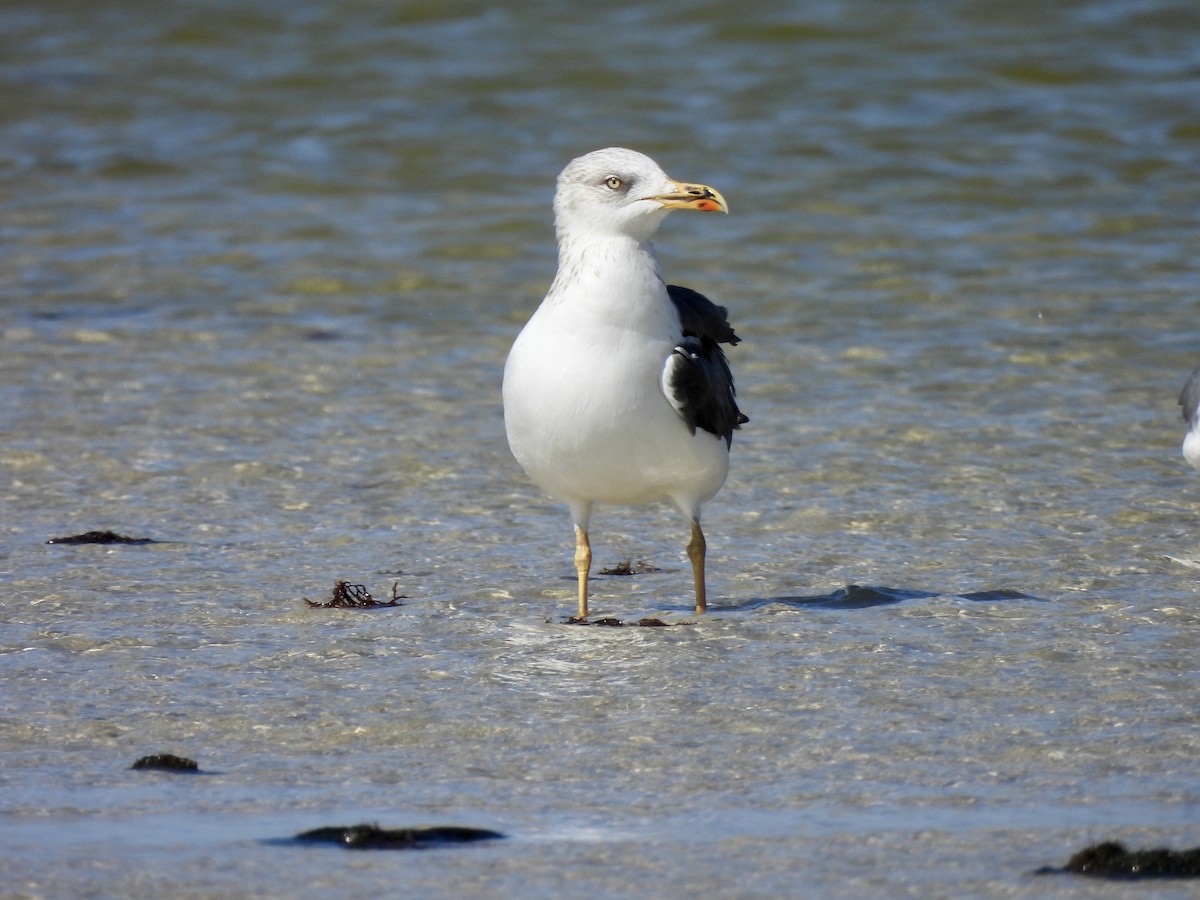 Lesser Black-backed Gull - ML614859569