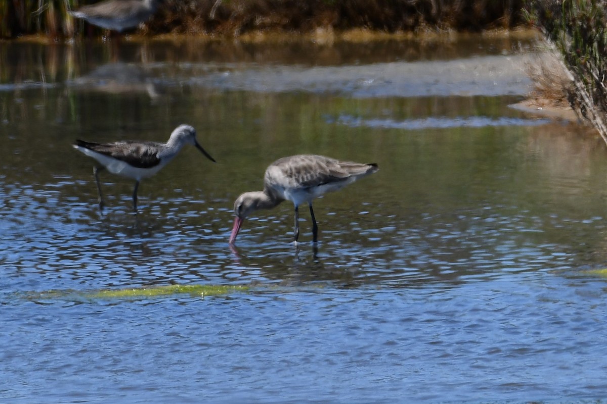 Black-tailed Godwit - ML614859571