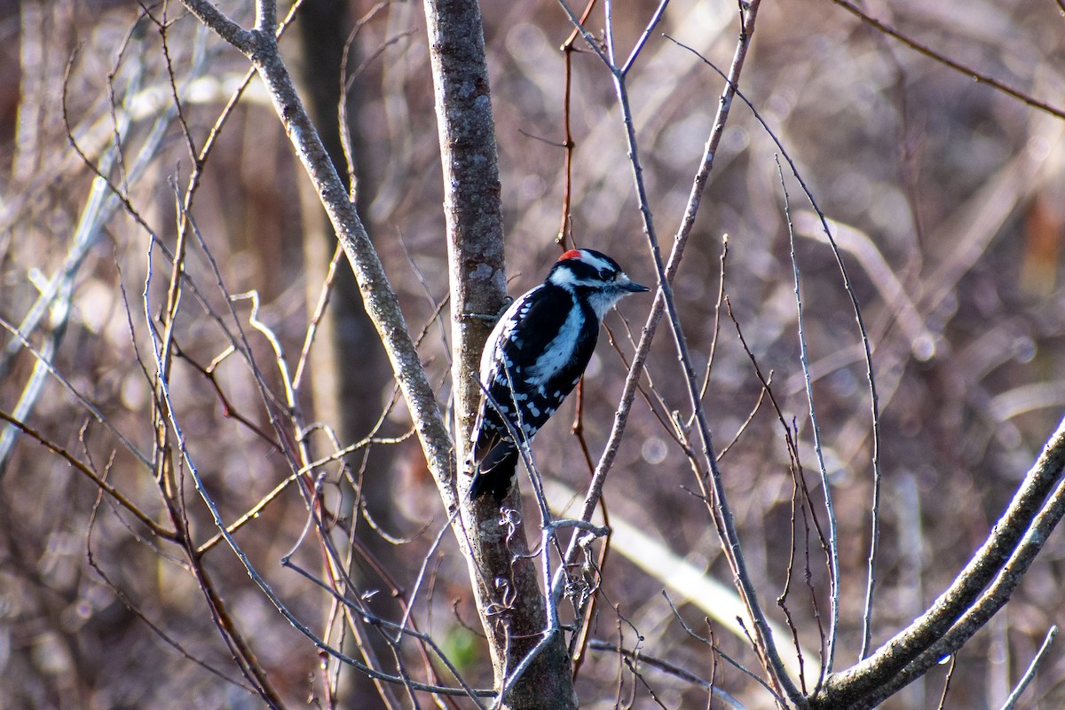 Downy Woodpecker - Charles Donnelly